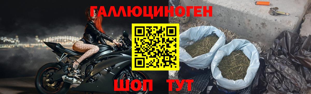 Псилоцибиновые грибы Psilocybe Сосновоборск